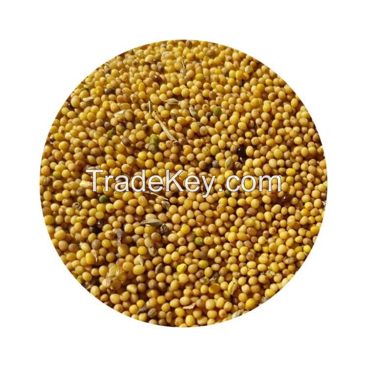 high quality seeds black yellow white mustard for Sale packing in bags mustard seed jewelry   price  mustard seed