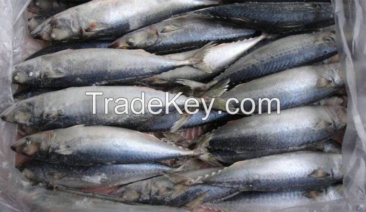 fish mackerel delicious whole round pacific frozen horse mackerel fish chinese canned mackerel fish frozen horse