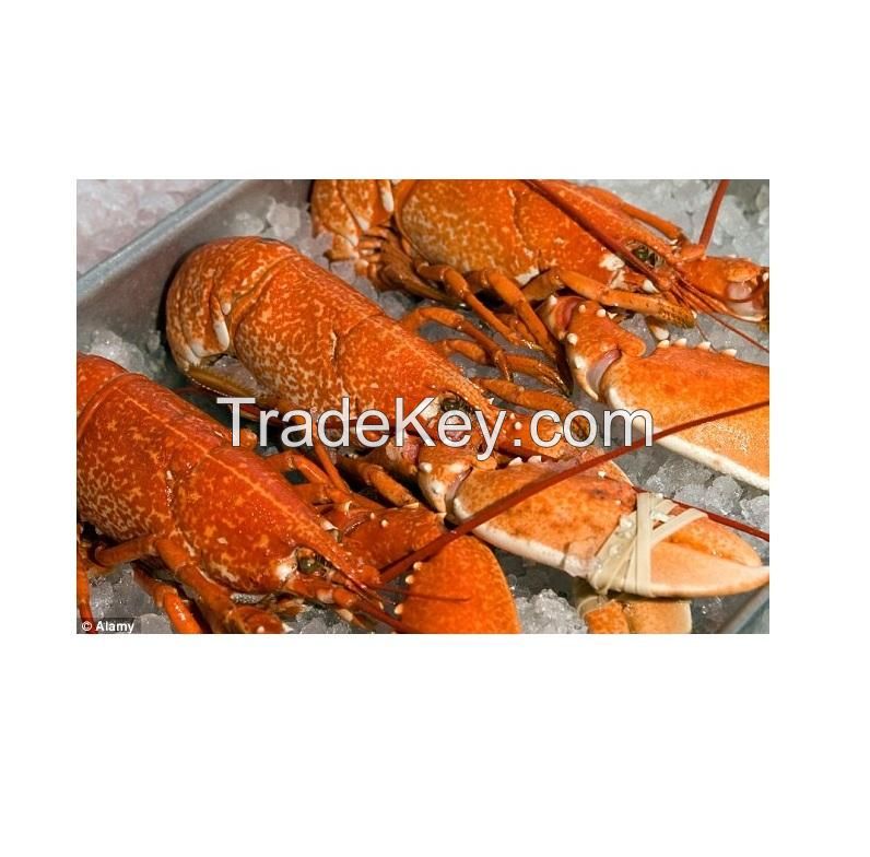 Hot Selling Frozen Lobster, Frozen Lobster Tails Fresh Live Lobsters, Canadian Bulk Style Packaging Lobsters