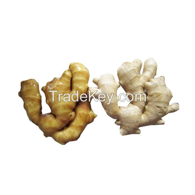 red ginger root price new crop fresh ginger air dry or dried root market price for organic ginger export packing in bags