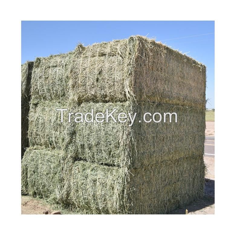 Hot Selling Price Of Alfalfa Hay / Alfalfa Hay For Animal feed In Bulk Quantity