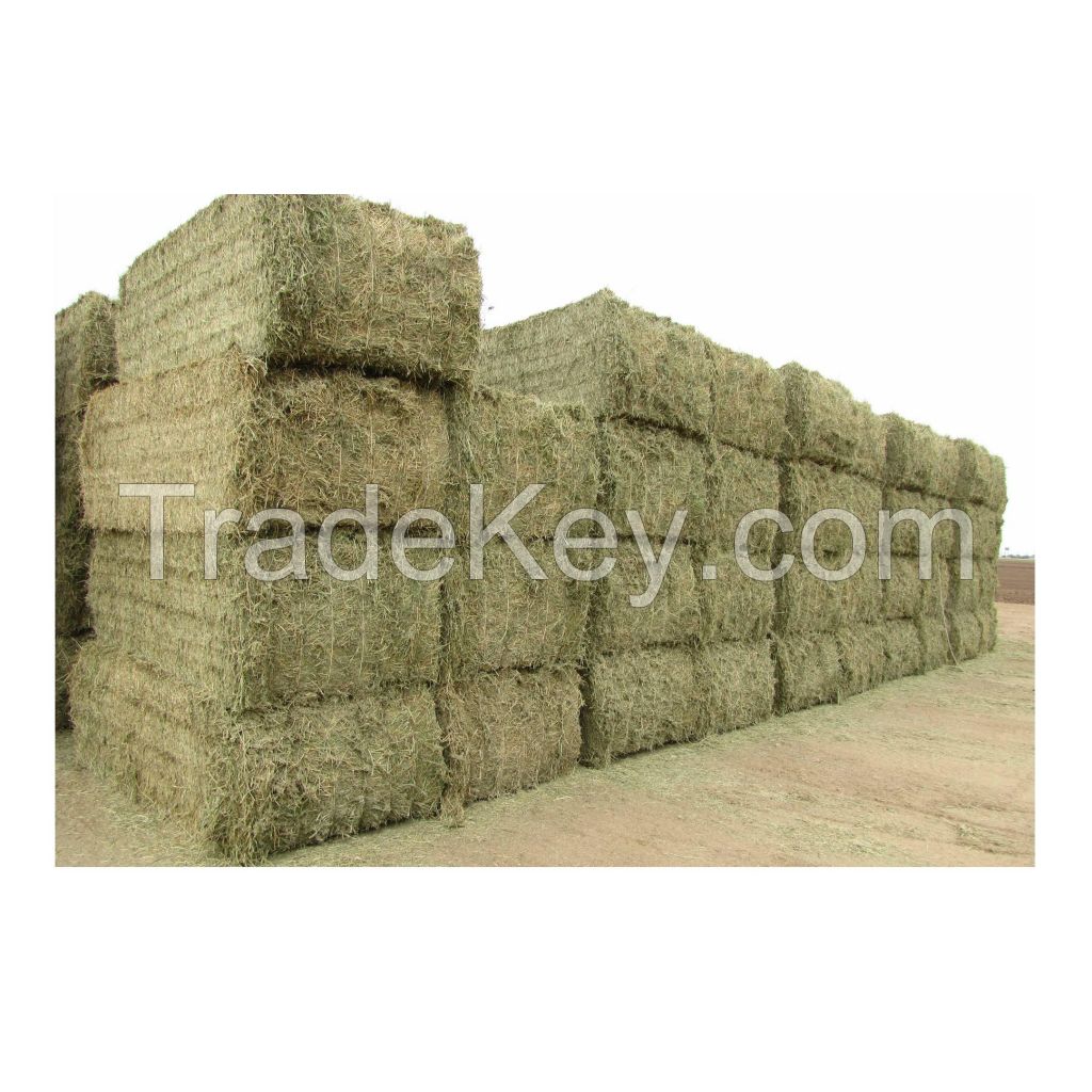 Hot Selling Price Of Alfalfa Hay / Alfalfa Hay For Animal feed In Bulk Quantity