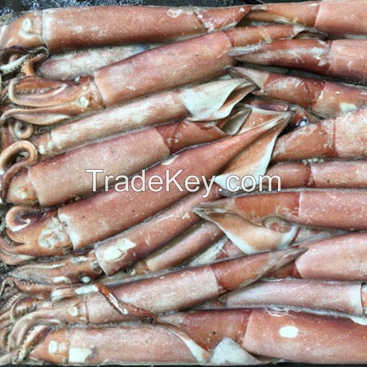 high quality fresh frozen baby squid new arrival high quality frozen red squid loligo bulk style packaging color feature squid