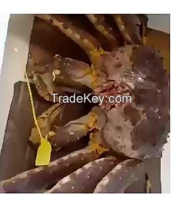 frozen live mud crab Live canadian red king crabs style 20MT/cont40'RF packaging live mud crabs blue frozen