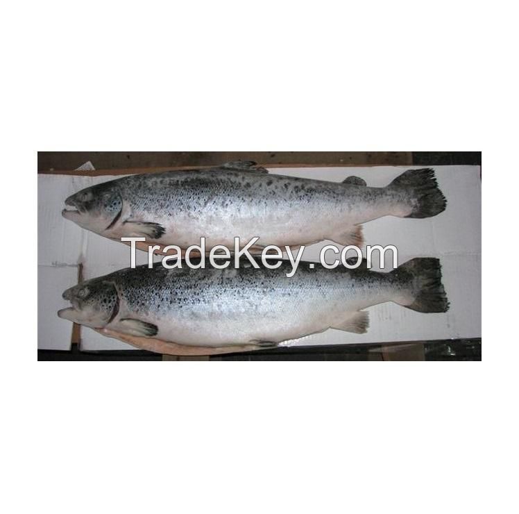 Salmon Fish Frozen Fillet Fresh And Frozen Atlantic Salmon Fish/Whole Frozen Salmon/Salmon Head For Sale