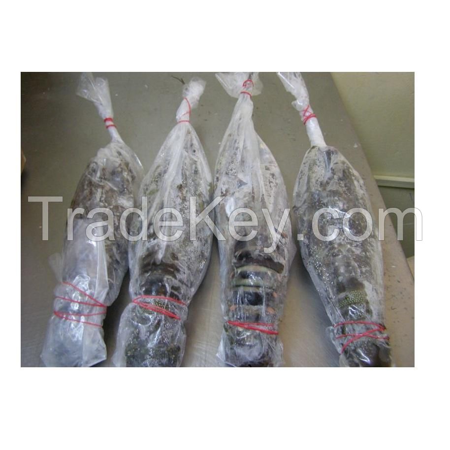 Hot Selling Frozen Lobster, Frozen Lobster Tails Fresh Live Lobsters, Canadian Bulk Style Packaging Lobsters