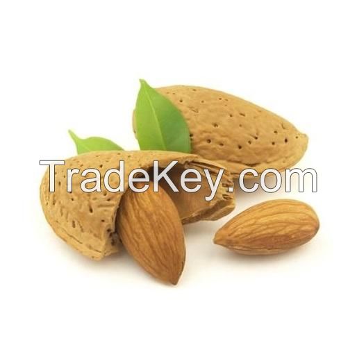 Best Price Raw Almonds In-shell Nuts