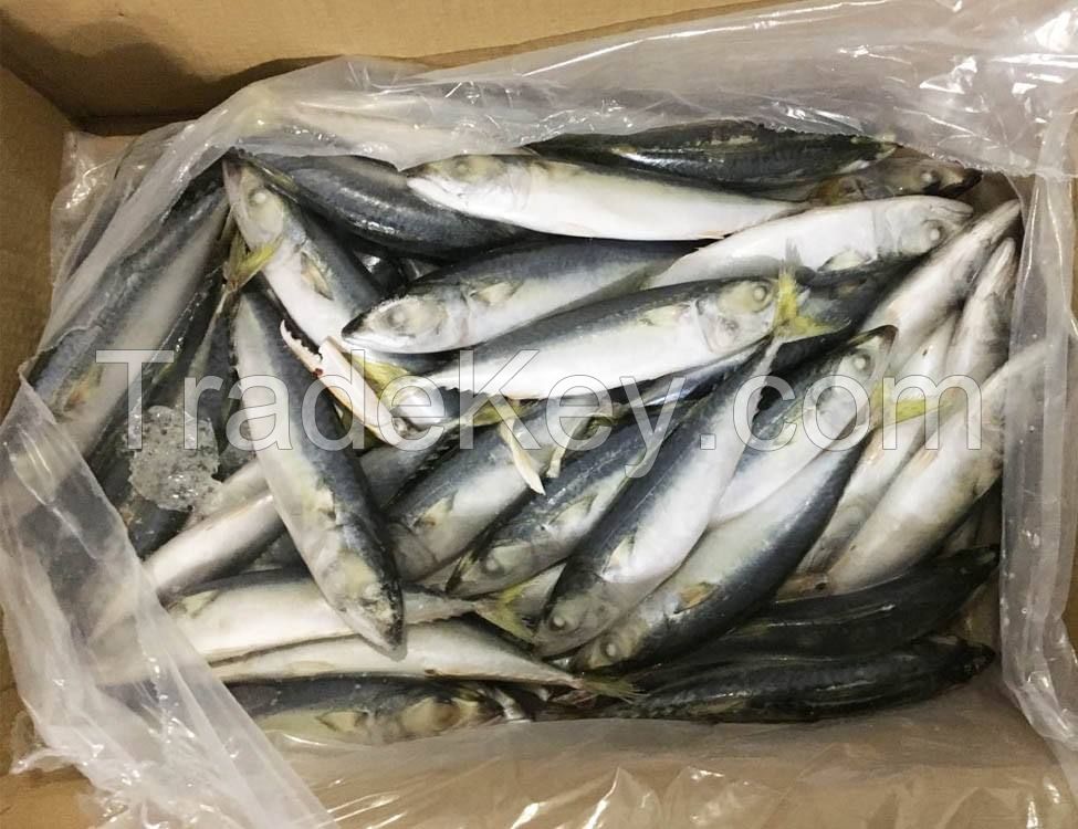 fish mackerel delicious whole round pacific frozen horse mackerel fish chinese canned mackerel fish frozen horse