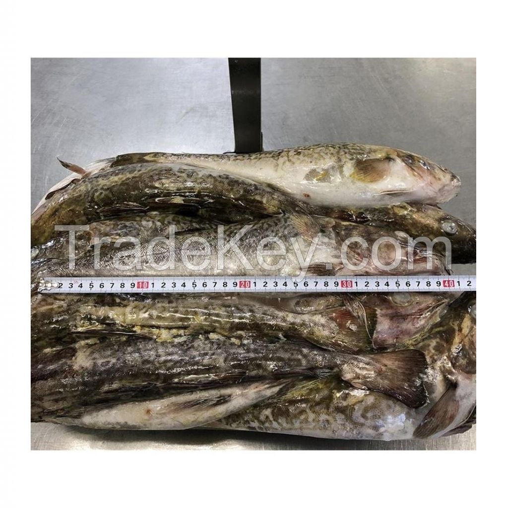 Wholesale Cheap Price Best Quality Fresh Atlantic cod Fish / Fillets For Sale Worldwide Exports