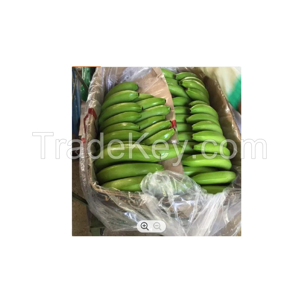 CAVENDISH Green premium light tropical banana sweet style packing color green 50kg bags 25tons 15days Class cavendish banana