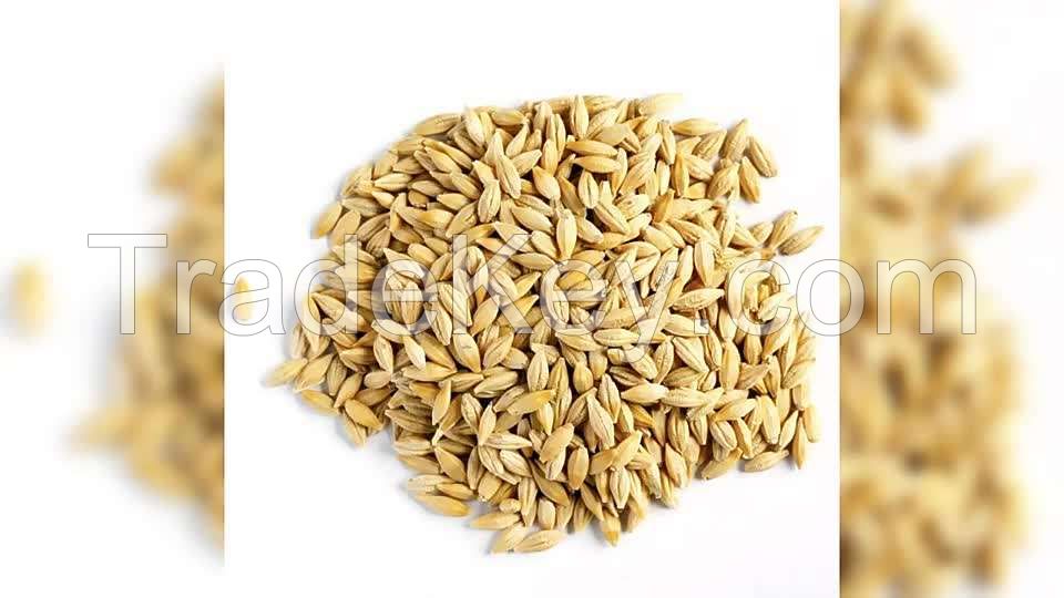wholesale supplier of feed grade pearl barley grain at affordable price for sale animal feed barley max bag