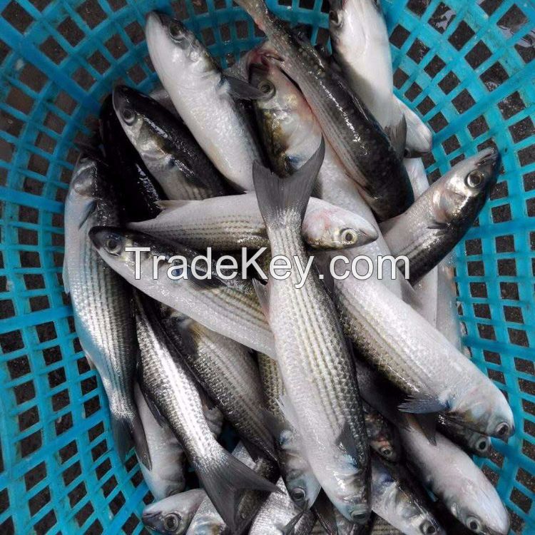 frozen grey mullet fillet price 10kg/ctn or 15kg/ctn,polybag for inner packing,carton box for outer packing  mullet fillet