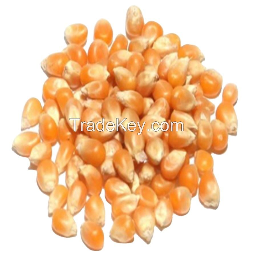 ukranian High nutritional value and comprehensive yellow maize for sale packing in bags  quality yellow corn