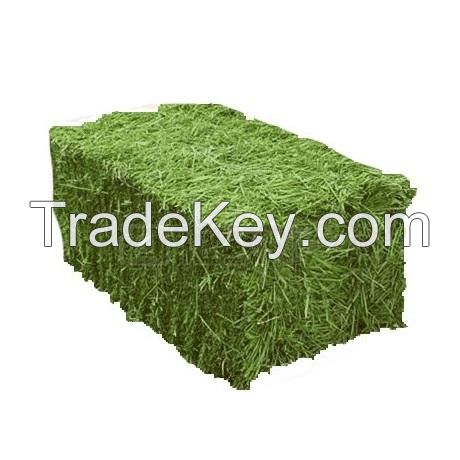 High Quality Alfalfa Hay Grass / Alfalfa Hay Bales Available For Sale At Low Price