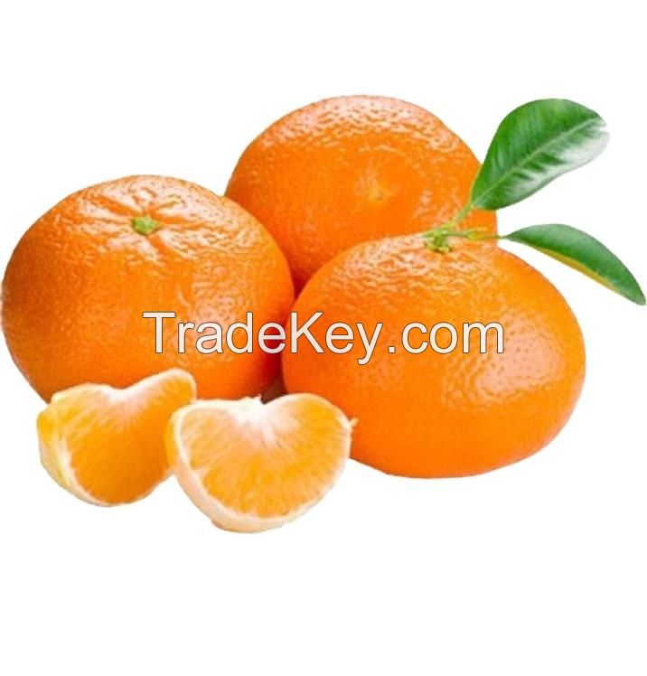wholesale price citrus orange fresh best selling fresh citrus fruit canned oranges sweet style storage packing mandarin oranges