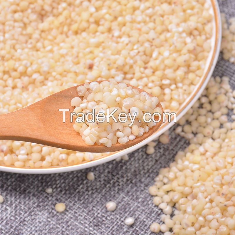 supply cheap price vacuum Packed Red White Sorghum Rice packing in bags sweet  australia sorghum sorghum non gmo