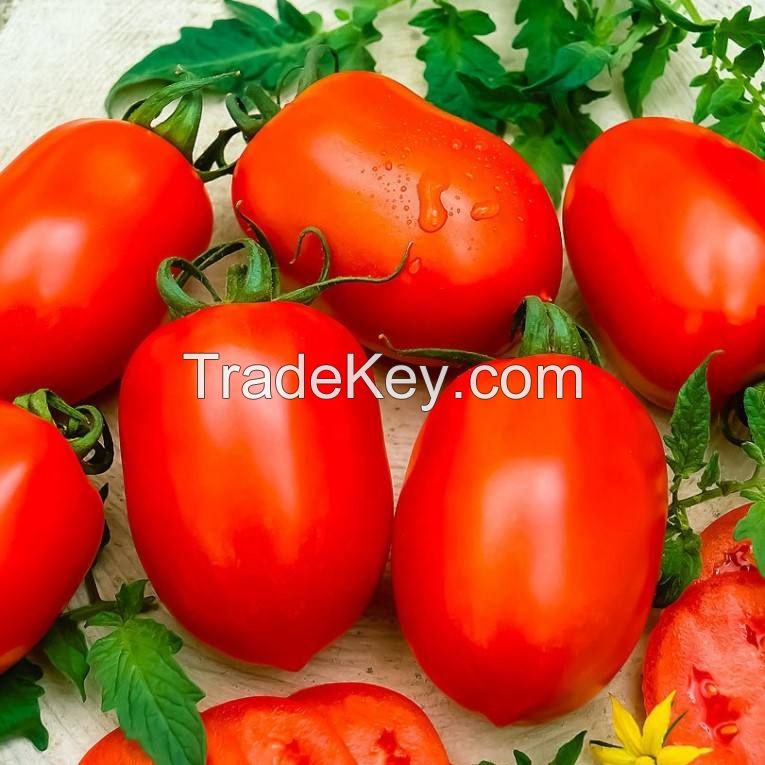 fresh tomatoes  sweet mediterranean red tomatoes for sale red style packaging  seeds f1 red hybrid tomato seed