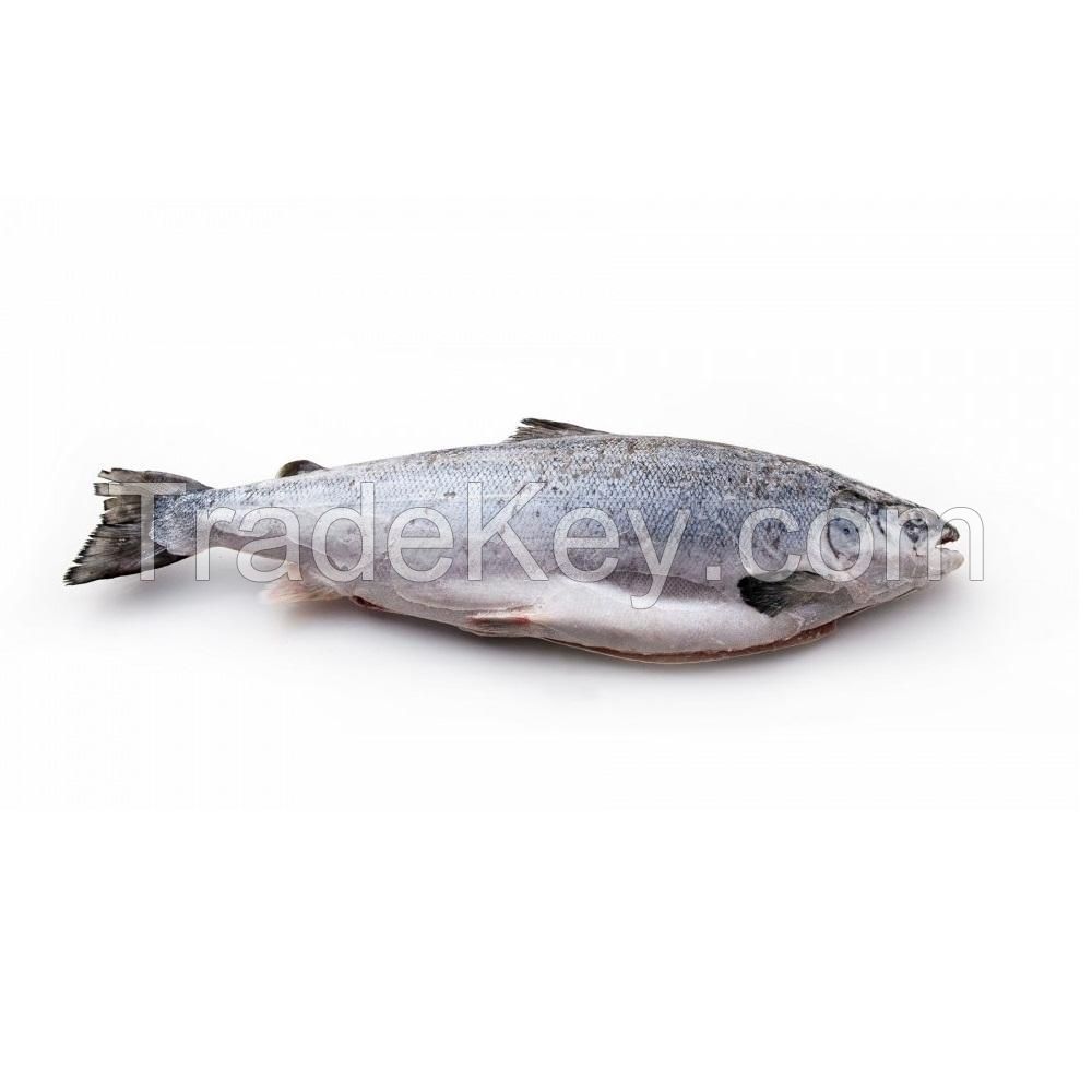 Salmon Fish Frozen Fillet Fresh And Frozen Atlantic Salmon Fish/Whole Frozen Salmon/Salmon Head For Sale