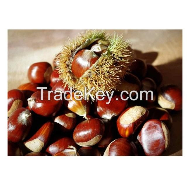 100% Top quality fresh chestnuts/organic chesnuts for Export