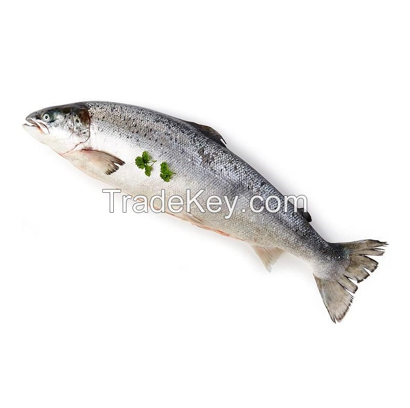 Salmon Fish Frozen Fillet Fresh And Frozen Atlantic Salmon Fish/Whole Frozen Salmon/Salmon Head For Sale