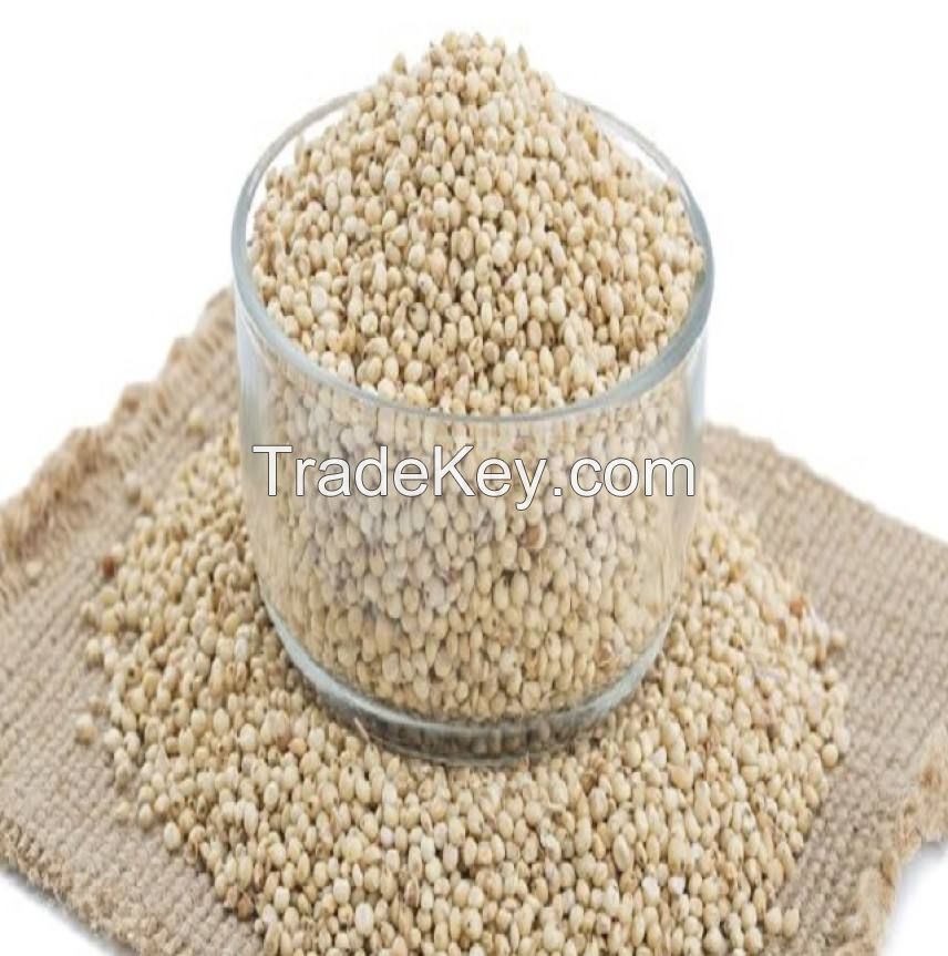 white sorghum juvar grains at bulk price for worldwide importers safe and reliable grain sorghum sales white sorghum