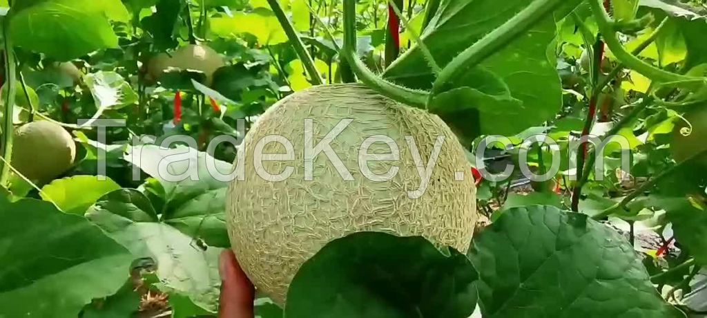 Watermelon water Style Organic fresh water melon industrial grade 20kg pack 25ton 15days watermelon seeds f1 hybrid