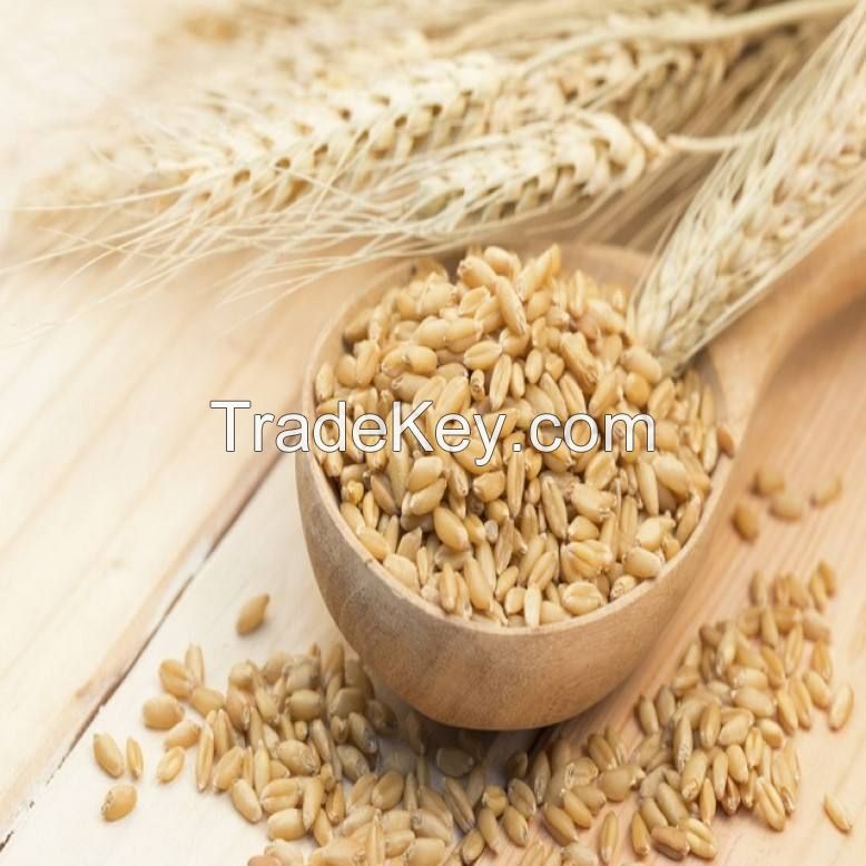 wholesale supplier of feed grade pearl barley grain at affordable price for sale animal feed barley max bag