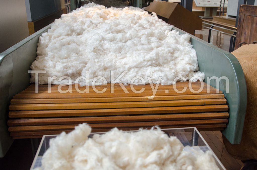 OEM Customized Raw Cotton Fiber Yarn 100% Organic Raw Cotton / Pillow Filling Cotton Available At Lowest Price