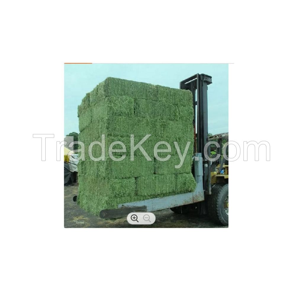 ALFALFA LUCERNE HAY In Bales and pellets available packing in bales alfalfa hay bales for sale hybrid seeds