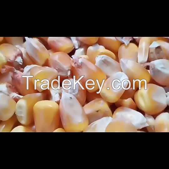 Premium Organic Yellow Maize Sweet Corn - High Quality, Maximum Flavor, Wholesale Offer