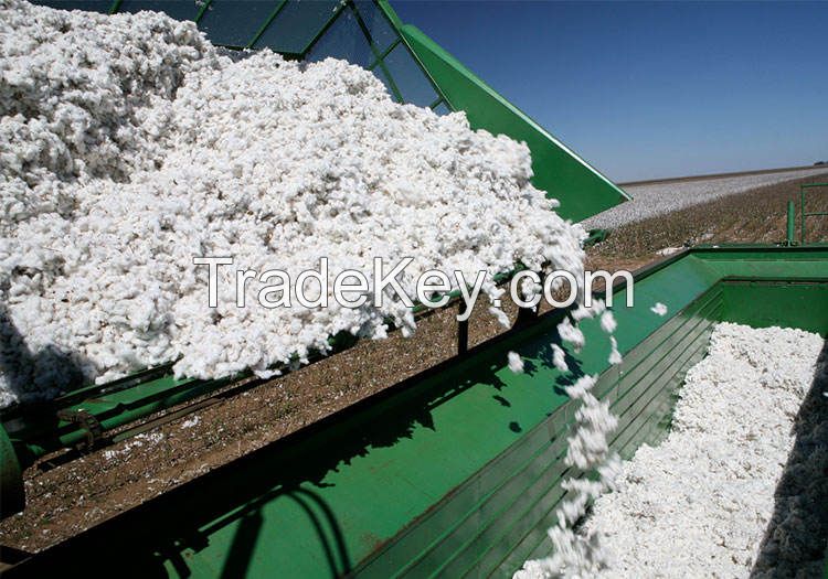 Raw cotton / Cotton Yarn / Cotton Fiber Worldwide