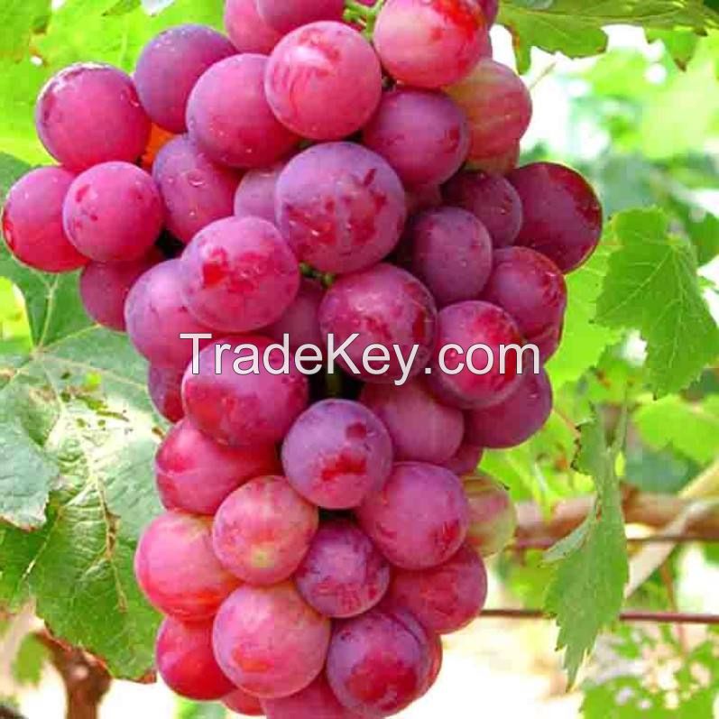 mature 24mm~28mm green globe seedless fresh grapes for sale green globe fresh grapes red globe purple box