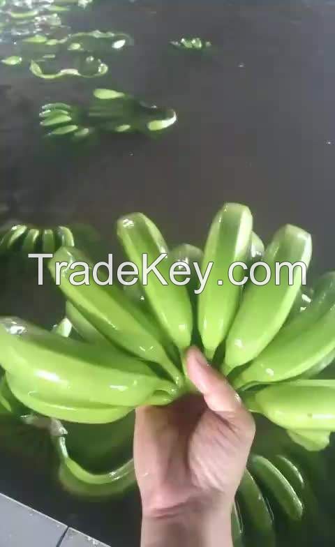 CAVENDISH Green premium light tropical banana sweet style packing color green 50kg bags 25tons 15days Class cavendish banana