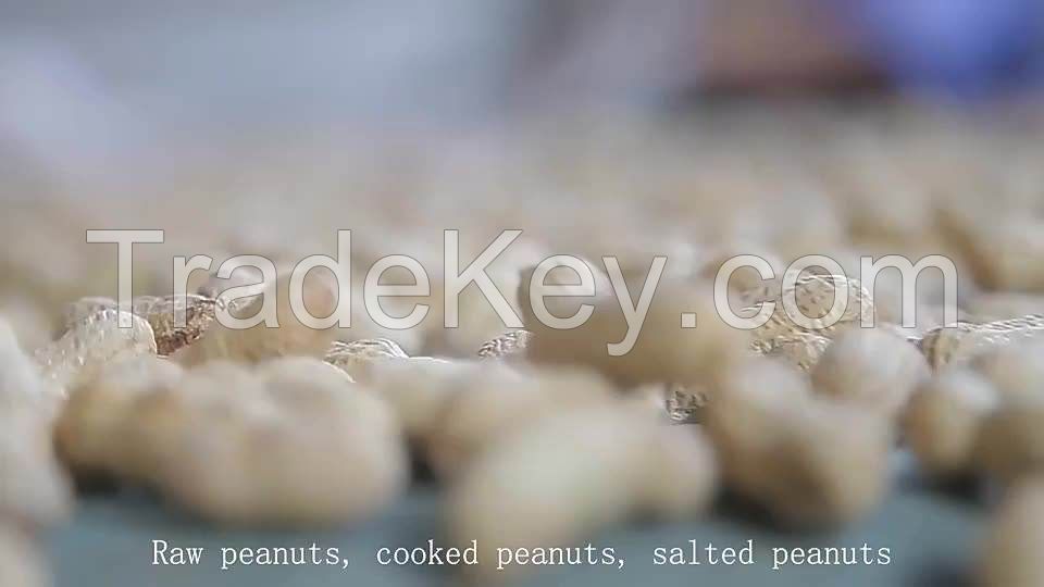 raw peanuts red natural Dried delicious organic peanuts bulk new type food grade red 50kg 25tons 15days red skin peanut kernels