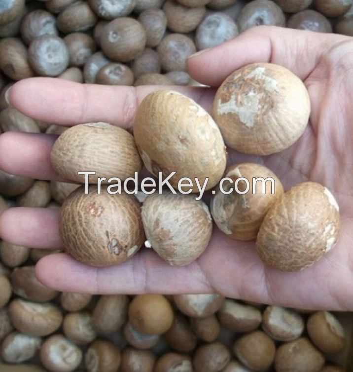 betel nuts dried whole south africa premium human consumption betel nuts process for sale indonesia dried betel nuts arecanut