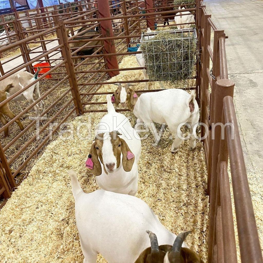 Wholesale custom private label pregnant 100% full blood pure bred live boer goats livestock 65kg 1000 heads 15days boer goat