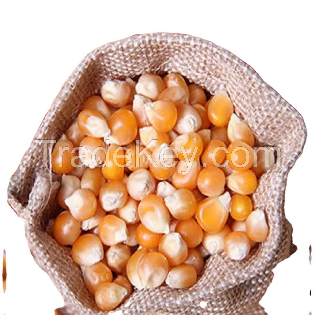 Premium HighFiber Sweet Yellow Maize for Animal Feed and Human