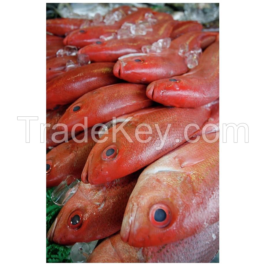 Experience competitive price variety products IQF seafood companies SFF Frozen Wild Caught Red Snapper Sea Fish
