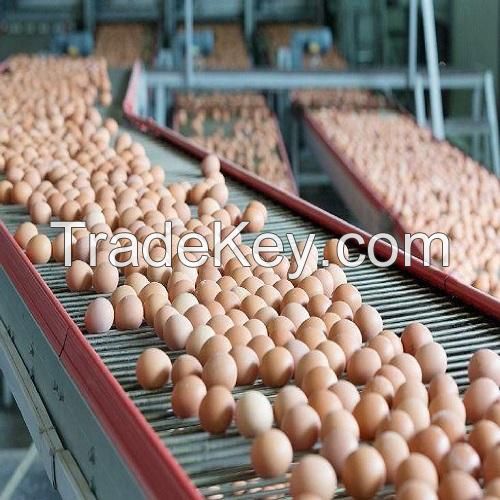 Fresh Chicken Table Eggs/Fresh Chicken Hatching EGGS At Good Prices