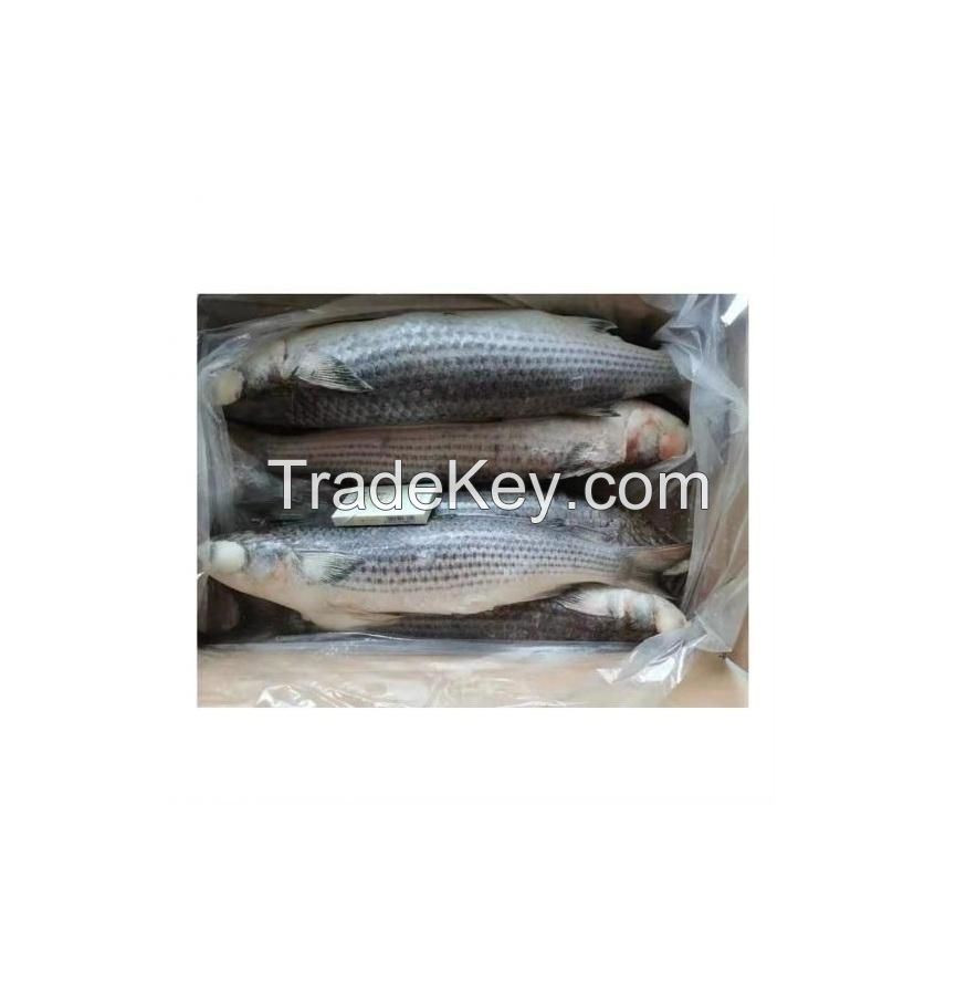 Hot Sale Price Of Frozen Grey Mullet Fish For Sale