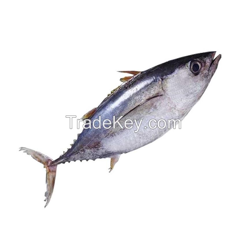 Factory price Whole Fresh Frozen Yellow Fin Tuna Fish Raw Materials 3.4-10kg PC IQF Fresh yellowfin tuna bonito tuna