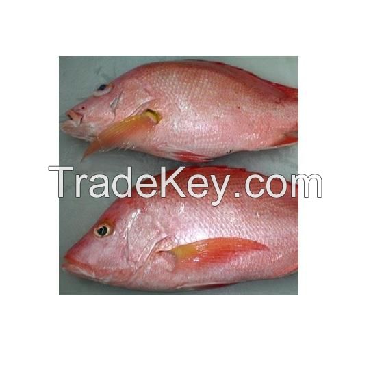 Experience competitive price variety products IQF seafood companies SFF Frozen Wild Caught Red Snapper Sea Fish