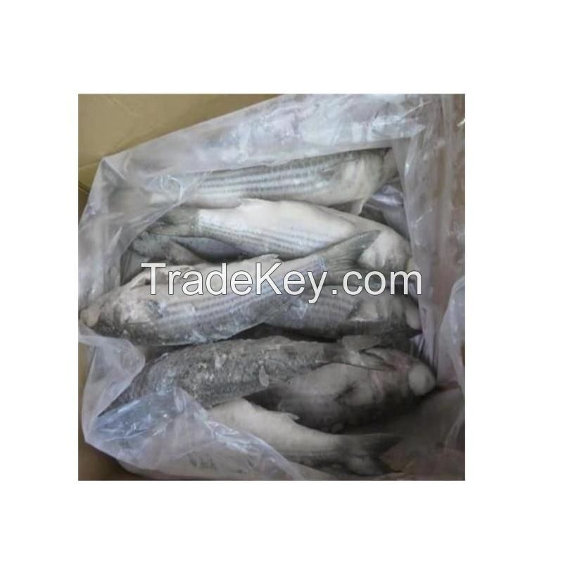 Hot Sale Price Of Frozen Grey Mullet Fish For Sale