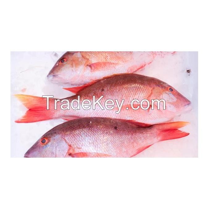 Top Quality Pure Frozen Whole Red snapper fish For Sale At Cheapest Wholesale Price