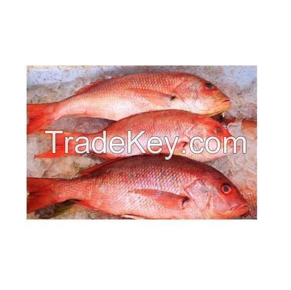 Wholesale Supplier Of Bulk Stock of Frozen Whole Red snapper fish Fast Shipping