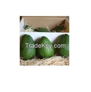 fresh avocado hass & fuerte avocadoes fruit packing in boxes  from South Africa avocado fresh fruit