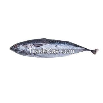 precooked seafood purse flake max mercury fishing frozen skipjack tuna whole round for sale  wr skipjack tuna