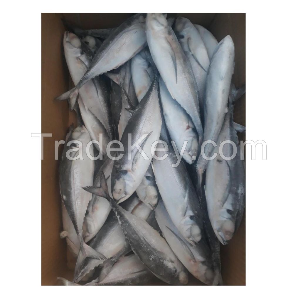 High Quality Seafood frozen horse mackerel blocks fish / mackerel tuna