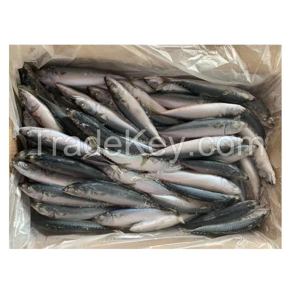 frozen whole round mackerel fish manufacturer frozen pacific mackerel for sale wholesale
