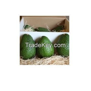 fresh avocado hass & fuerte avocadoes fruit packing in boxes  from South Africa avocado fresh fruit